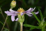 Flaxleaf whitetop aster